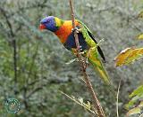 Rainbow Lorikeet 9Y209D-159